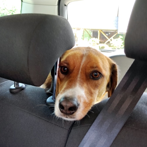 Gefahr: Hund nie im Auto alleine lassen